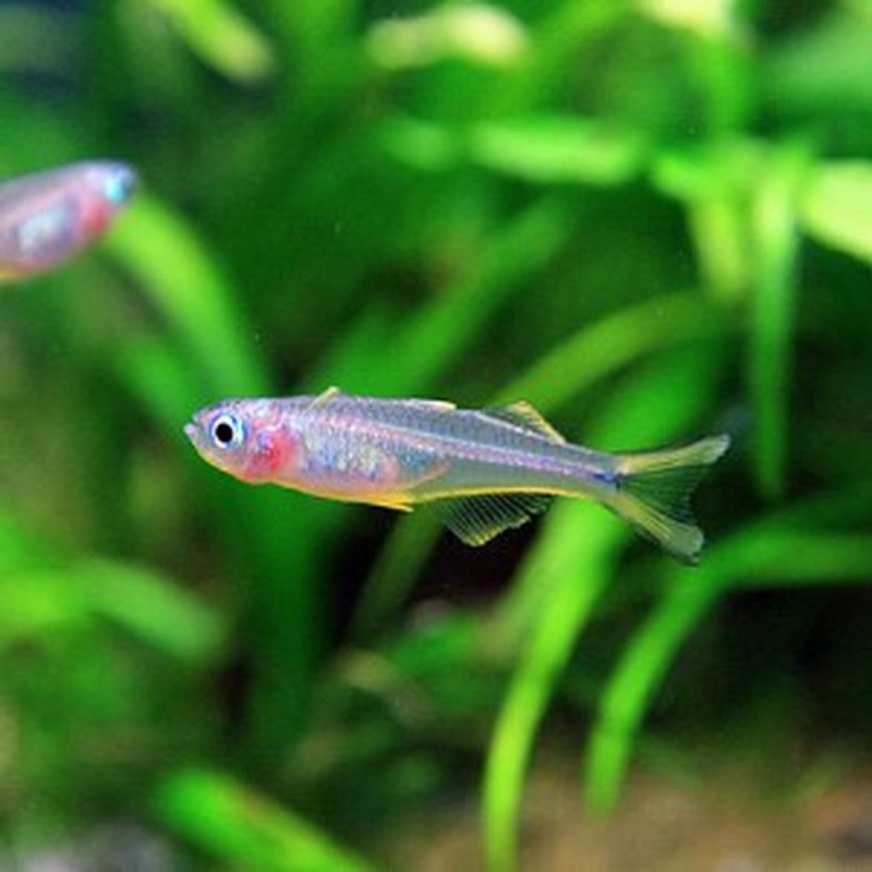 熱帯魚 生体 ポポンデタ フルカタ 約２cm ４匹 水槽 熱帯魚 観賞魚 飼育 生体 通販 販売 アクアリウム あくありう 通販 Lineポイント最大1 0 Get Lineショッピング