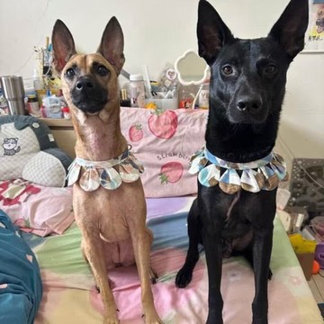 【客製化禮物】狗狗花朵項圈 花朵項圈 狗狗項圈 客製化項圈