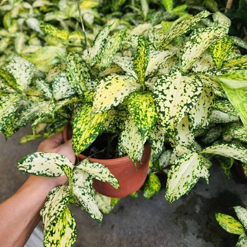 P老闆園藝~星點木 3吋盆 5吋盆
