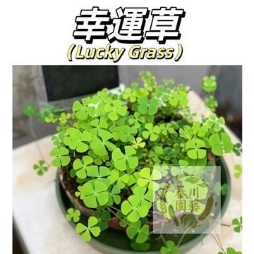 嘉儀現貨（幸運草種子）幸運四葉草~ 四季易種包發芽紅白三葉草種子四季常青水生/水培心形真水草 水缸魚缸造景微景觀觀葉種子
