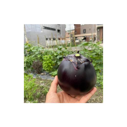 ふるさと納税 京都府 京都市 京ブランド野菜・賀茂茄子（かもなす） 6個 約1.5kg