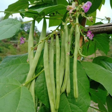 🫘（無架四季豆種子） 速生農家蔬菜種子 有架四季豆 紅花四季豆種子 高產早熟無筋無絲無架地豆種子 豆角種 可盆栽地栽