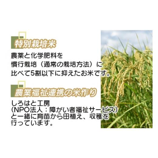 ふるさと納税 宮崎県 高鍋町  ＜令和5年度新米 特別栽培米「粋」キヌムスメ 10kg＞ ※入金確認後、翌月末迄に順次出荷します。