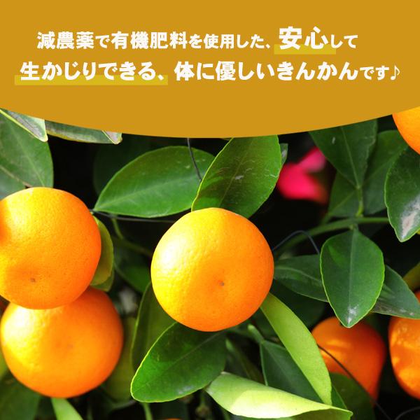 最高糖度18度 減農薬 宮崎産 完熟 きんかん 金柑 1kg 3Lサイズ 贈答用 産地直送