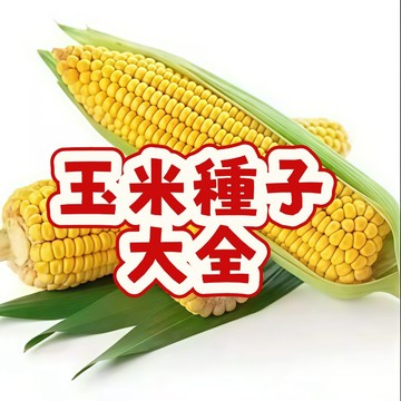 🌱（超甜水果玉米種子）當季新籽 發芽率高 大棒早熟玉米 高產脆甜軟糯  營養豐富 陽台庭院盆栽 #農家自留種