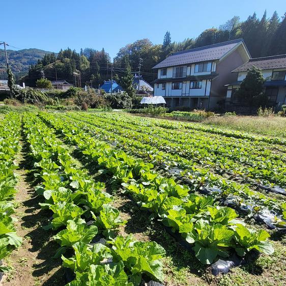 販売期間2023 12 31まで 野菜 セット・詰め合わせ 信州　冬野菜セット　10品目 産地直送