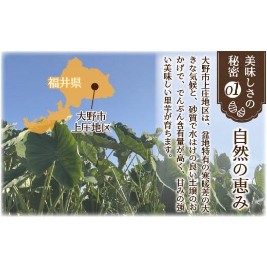 ふるさと納税 福井県 大野市 上庄さといも 10kg 減農薬・減化学肥料の特別栽培里芋