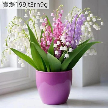 現貨 新品鈴蘭花（250粒）濃香型四季開花鈴蘭室內耐寒耐熱花卉好養活懶人綠植 新手推薦發芽率高花卉 鈴蘭種子 鈴蘭花種子