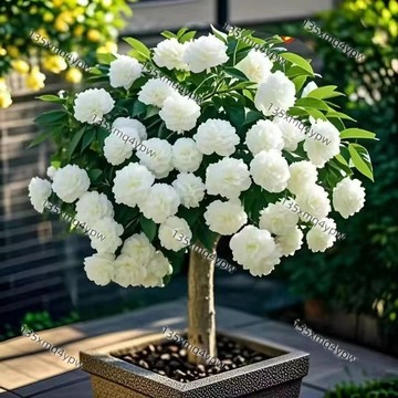 台灣現貨 七葉花種子（50粒）四季種植 四季開花 室內盆栽庭院 陽臺 庭院 易種盆栽 花卉 綠植種子 多年生