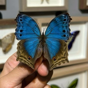 【現貨】🦋湛藍枯葉蝶🦋 （褐藍炬蛺蝶）蝴蝶 昆蟲 模型 乾貨三角紙包裝 #非活體 #類模型 #藝術品