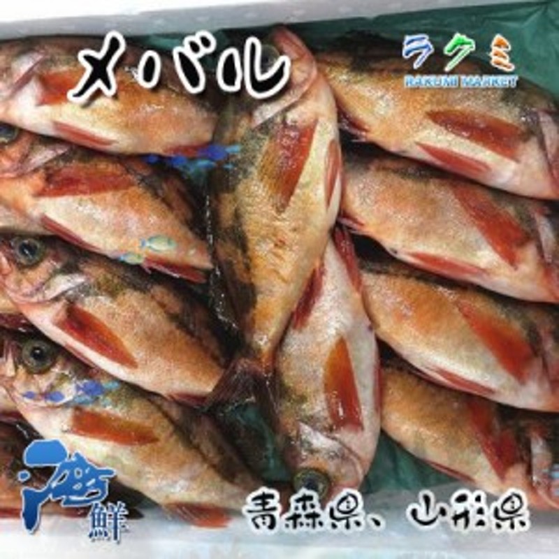 煮る　ムニエル　唐揚げ　みそ汁　塩焼き　5kg（1kg　潮汁　刺身　メバル　うすめばる　約４～５尾）　LINEショッピング