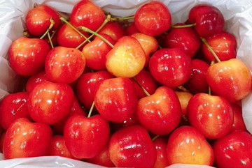 【帕查嬤嬤】????智利 空運 白櫻桃 500g透明盒裝｜進口智利白櫻桃