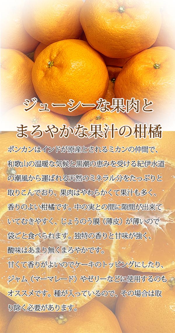 紀州和歌山有田産ポンカン 5kg ※2024年2月上旬頃?2月中旬頃に順次発送予定