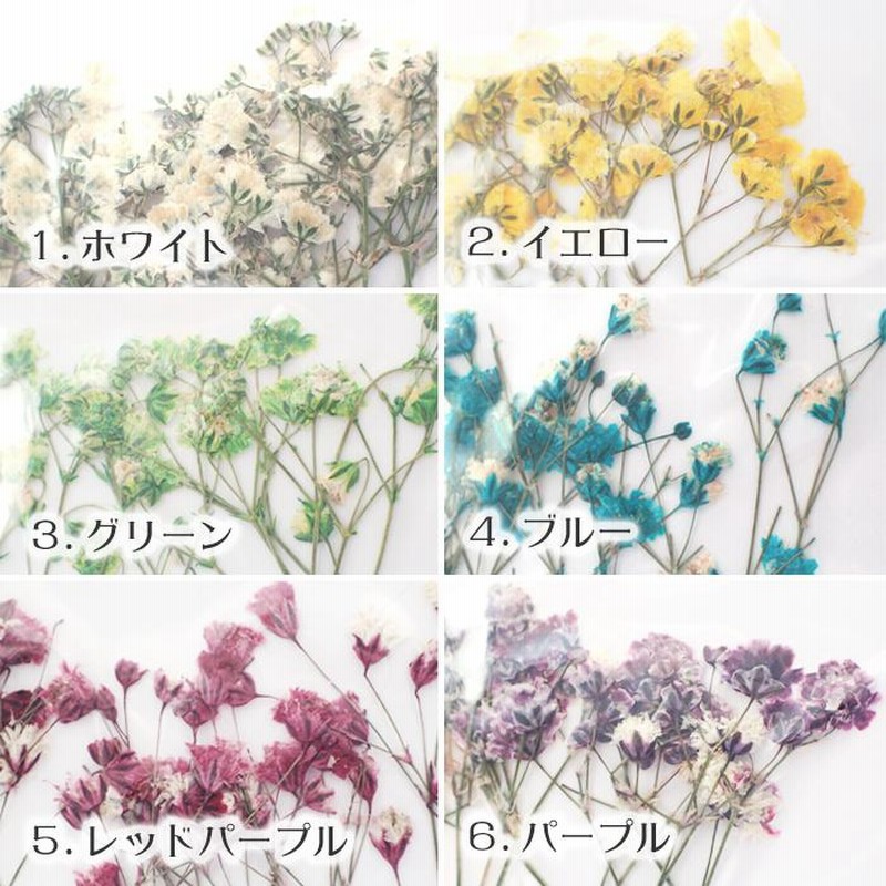 かすみ草 様♡ Amazon | 株式会社トーホク ローズかすみ草 00646 | 野菜
