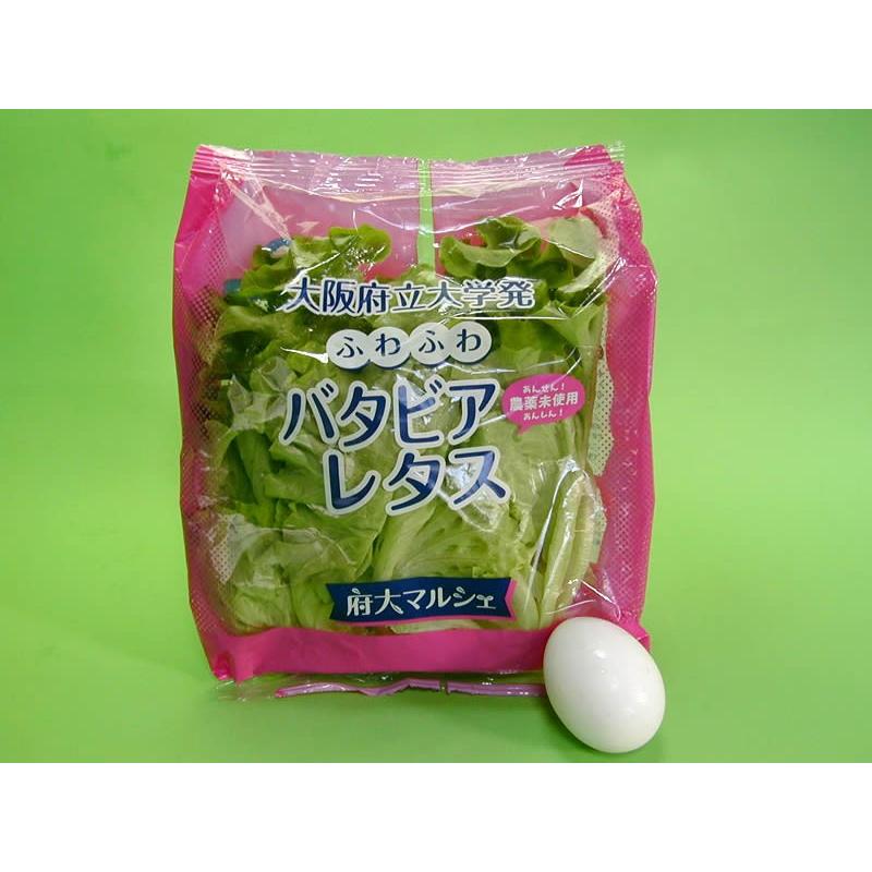 大阪府立大学植物工場　バタビアレタス(約70g)　１２個（約840g）入り