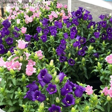💐【風鈴草種子】💐新種上市 速發 多色可選 新手易種植 發芽率高 庭院陽台盆栽種植觀花植物 撒下就爆盆 四季種植鮮花種子