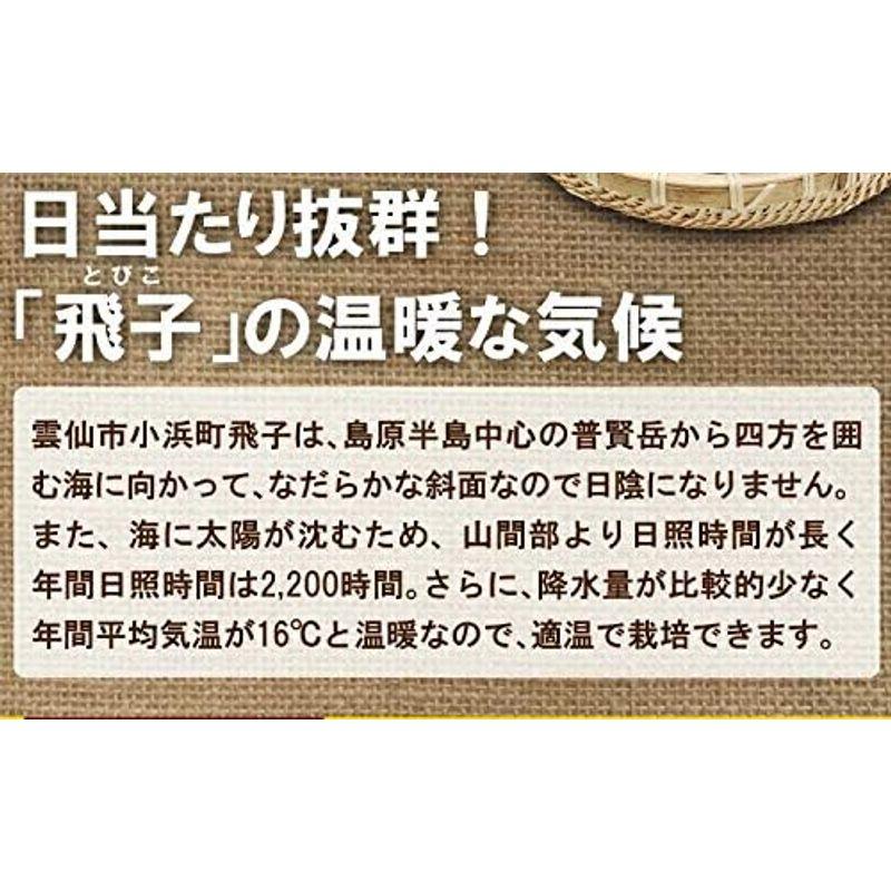 じゃがいも 長崎県 島原産 馬鈴薯 新じゃが ご家庭用 10kg