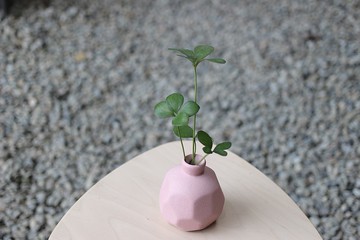 水培植栽│幸運鐵樹_室內植物 磨砂陶瓷幾何花瓶 粉