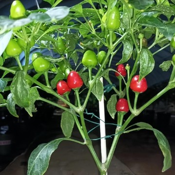 🌶️【阿吉塞雷薩 辣椒種子】（中辣）較冷的溫度也能結出果實 櫻桃形果實 發芽快速 株高約80cm 可觀賞可食用辣椒種籽