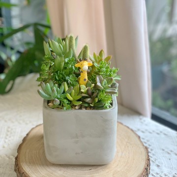 【開幕賀禮】水泥多肉組盆-方形12X12X10.5.新居落成.升官喬遷