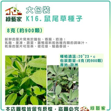 【綠藝家】大包裝K16.鼠尾草種子8克(約900顆)