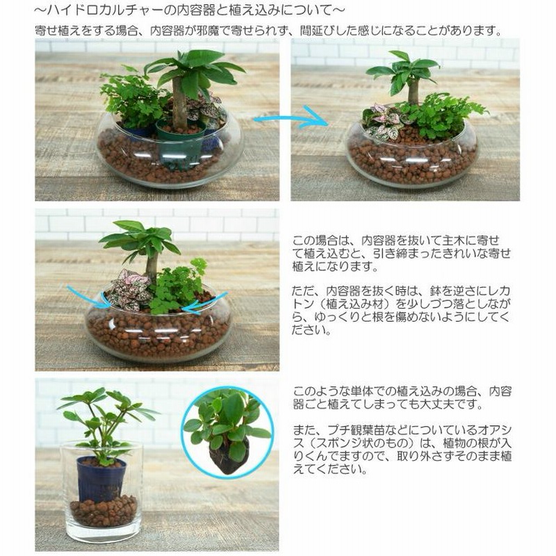 観葉植物 ハイドロカルチャー 苗 ディフェンバキア サブライム L