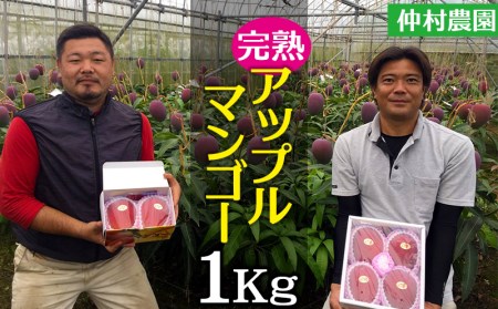 仲村農園の完熟アップルマンゴー約1Kg 