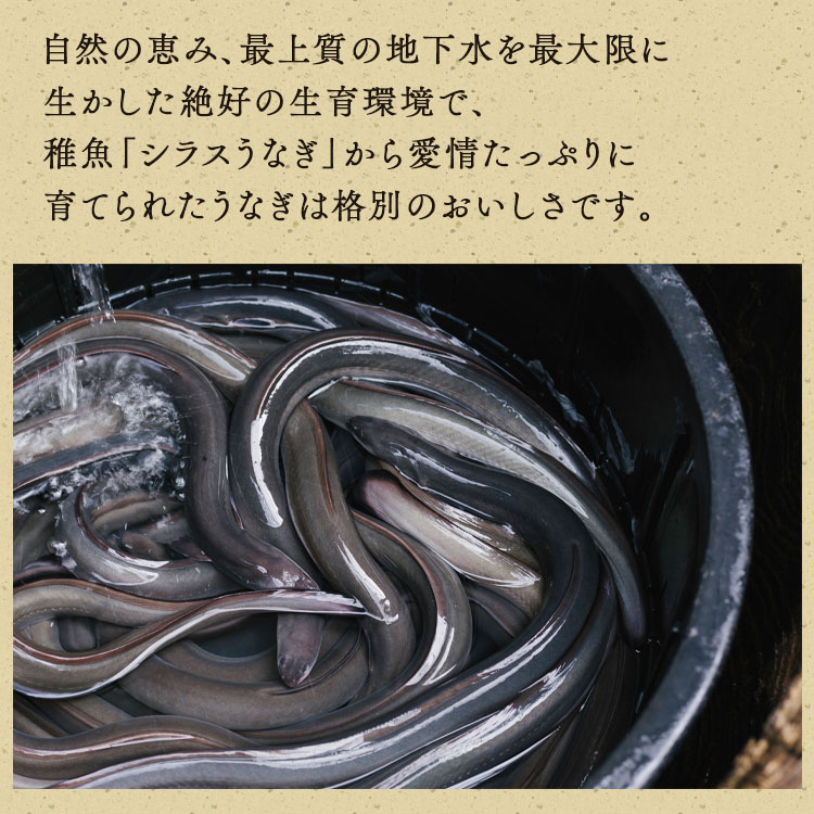 お歳暮 ギフト プレゼント 2023 鰻 蒲焼き うなぎ 3尾 化粧箱付き 真空パック 国産 宮崎県 ウナギ ひつまぶし 3本セット