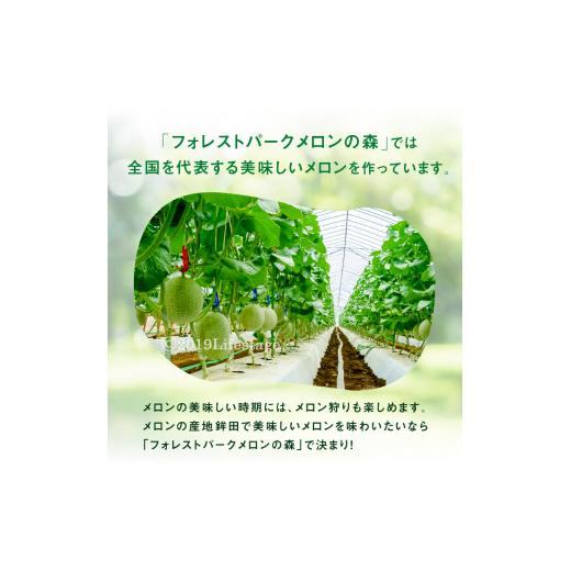 ふるさと納税 茨城県 鉾田市 メロンの森オリジナル・濃厚な旨味「ひたち姫メロン」1箱（2個入）