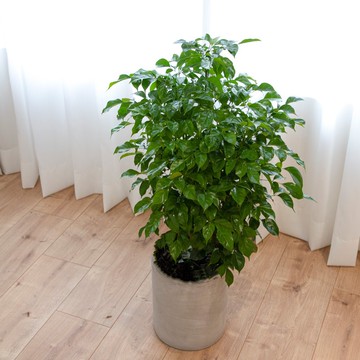 【室內盆栽】旺旺樹盆栽(大) 開幕盆栽 盆栽送禮 升遷送禮 發財樹