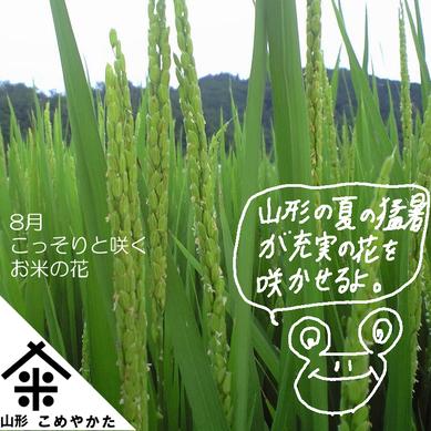 山形 はえぬき ５kg 精米