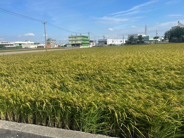 鹿港水五金徵收範圍內單元10方正農地｜彰化縣鹿港鎮振興段