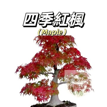 嘉義現貨（四季紅楓種子FS-8 ）四季易種~紅色楓樹種子禪意綠植盆景室內外觀賞種子盆栽觀葉植物種子