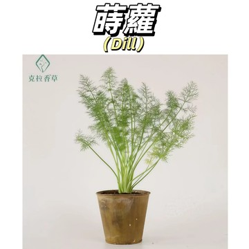 【煙燻鮭魚絕配】蒔蘿種子｜西餐香草 醃漬烤魚必備｜陽台盆栽 現剪現用｜新手友善 快速發芽｜附簡易料理指南｜現貨