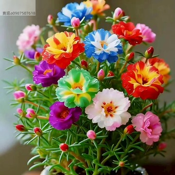 現貨 新品太陽花 四季種植 多色耐寒耐熱淨化空氣 太陽庭院盆栽花卉種子 好養易種植花卉種子