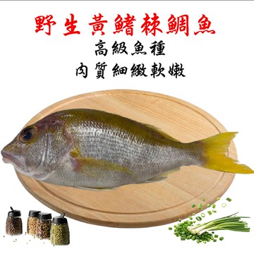 【海之醇】漁格網捕捉-野生黃笛鯛魚3隻組(400g/隻)