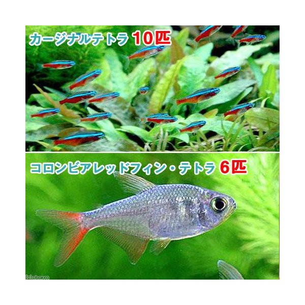 熱帯魚 カージナルテトラ ワイルド １０匹 コロンビアレッドフィン テトラ ６匹 北海道 九州航空便要保温 通販 Lineポイント最大0 5 Get Lineショッピング