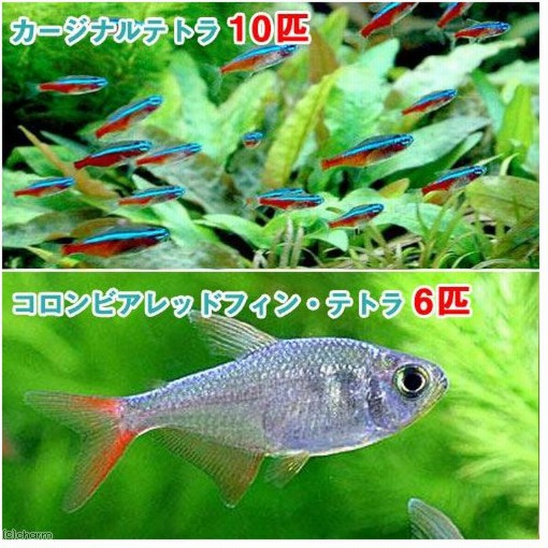 熱帯魚 カージナルテトラ ワイルド １０匹 コロンビアレッドフィン テトラ ６匹 北海道 九州 沖縄航空便要保温 通販 Lineポイント最大0 5 Get Lineショッピング