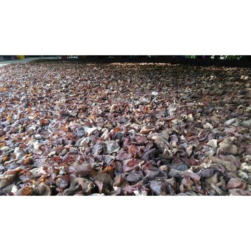 在地人養生｜免運｜黑木耳乾批發｜3斤大包裝｜最新效期｜現貨秒發