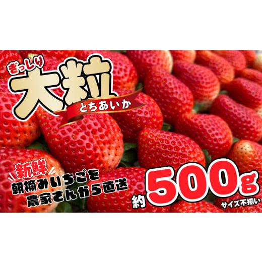 ふるさと納税 栃木県 真岡市 ぎっしり とちあいか 500g 大粒(サイズ不揃い)