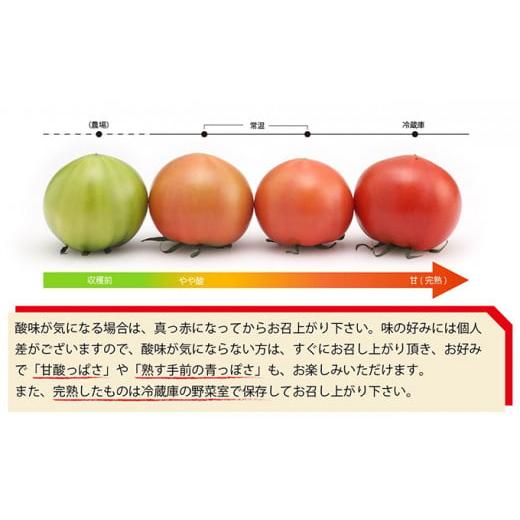 ふるさと納税 静岡県 藤枝市 アメーラ トマト 約 1kg 12-16玉