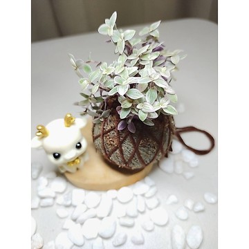 《Kamata🌈》水苔球☘️ 胭脂雲 ☘️桌上型水苔球 手作苔球 苔玉 苔球植物 療癒小品 辦公室小物 泥炭土