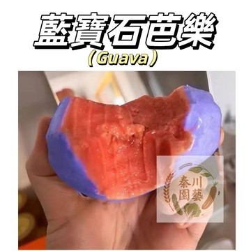 嘉義現貨（藍寶石芭樂種子BL-9）清脆爽口、甜而不膩，肉質細膩，香氣淡雅，不酸汁水多~@水果種子芭樂種子