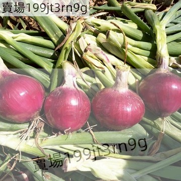 現貨 洋蔥種子大全（250粒）四季種植 高產 紫皮洋蔥種子 紅皮洋蔥 高產紅皮 黃皮洋蔥種子 早熟特大 超低價