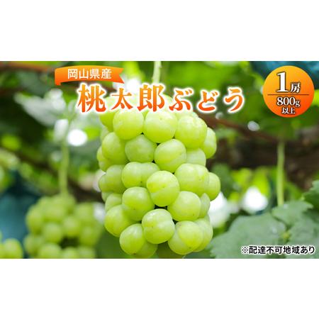 ふるさと納税 ぶどう 2024年 先行予約 桃太郎 ぶどう 1房800g以上 ブドウ 葡萄  岡山県産 国産 フルーツ 果物 ギフト 岡山県岡山市