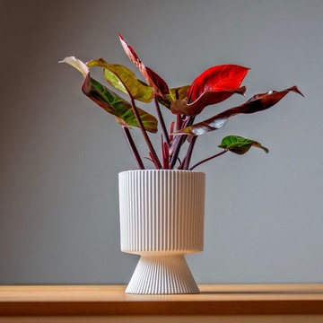 紅帝王白色直紋盆栽 開幕盆栽推薦