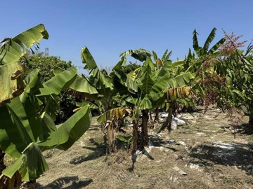 阿蓮九鬮果園4分農地好豐收／忍痛割愛／權利讓渡｜高雄市阿蓮區九鬮段一小段