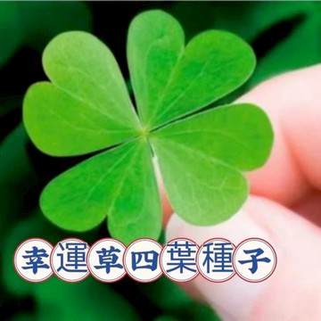 現貨 包對版 幸運草種子（1000粒）四季種植 三葉草 四葉草 多年生開花不斷新手推薦家庭園藝花卉種籽 陽台庭院種植