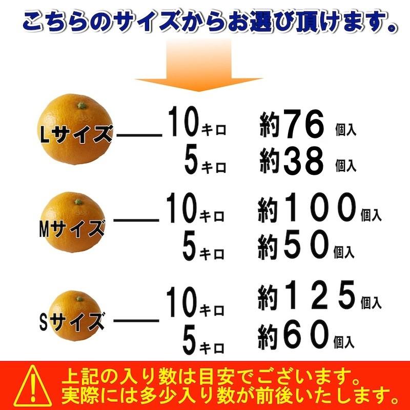 和歌山県産 みかん ミカン 秀品  ５ｋｇ（極早生みかん〜普通みかん）(ギフト、ご自宅用）