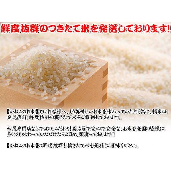 新米 10kg(5kgx2) 無洗米 秋田県産 あきたこまち 米 令和5年産 内のし対応 贈り物